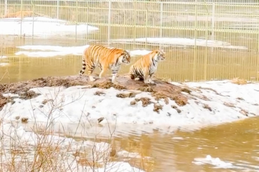 В Подмосковье из затопленного парка «Земля прайда» эвакуировали тигров