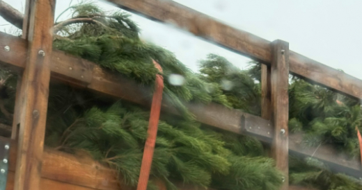 Первые сосны на продажу к Новому году заметили в Воронеже