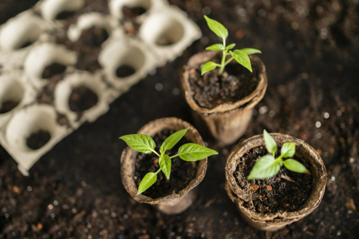 Рассада болгарского перца в 2026 году: когда и как сажать, как выбрать и подготовить семена