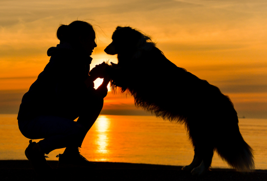 Кинолог Голубев: общение с собакой полезно для человека и животного