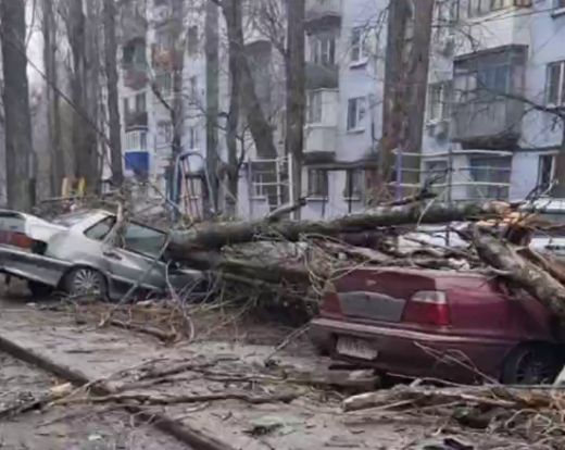 Большое дерево рухнуло сразу на пять припаркованных авто в Воронеже