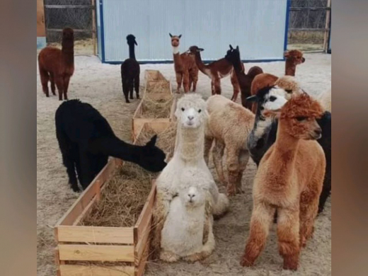 30 экзотических альпак выставили на продажу в Воронеже