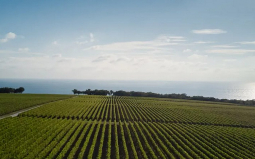 Экс-министр сельского хозяйства Ткачев стал совладельцем винодельни «Шато де Талю» в Геленджике