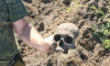 Останки 44 человек нашли на месте коммунальной аварии в Воронежской области
