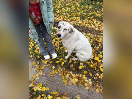 В лесу под Воронежем открыли стрельбу по женщине с собаками