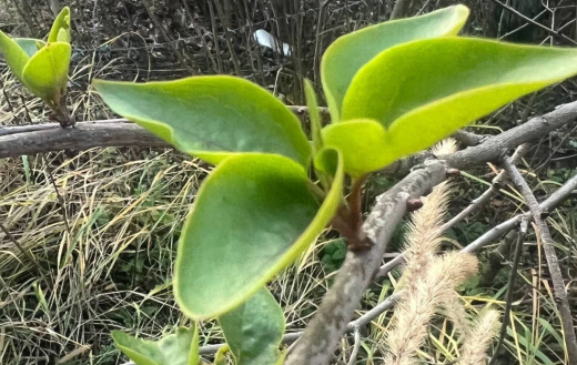 Сирень распустилась под Воронежем в последние дни осени