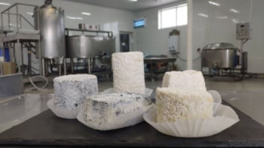 В первом полугодии 2022 в Крыму произведено 760 тонн сыров