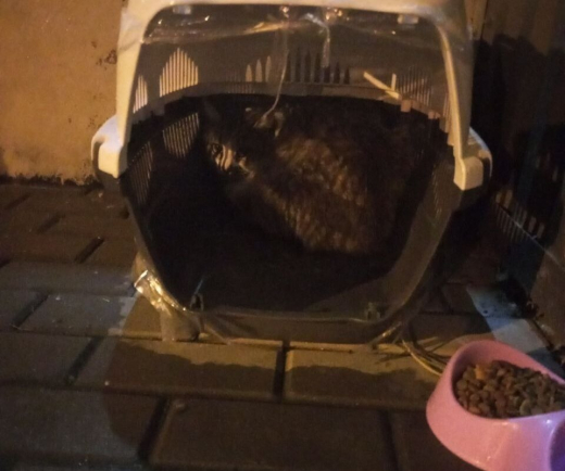 Кота в переноске выставила из дома хозяйка в Воронеже