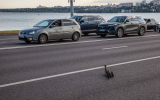 Мост в Воронеже оказался перекрыт из-за семейства уток