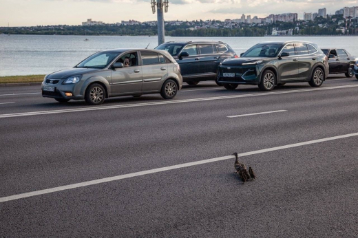Мост в Воронеже оказался перекрыт из-за семейства уток