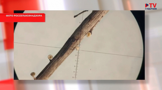 Холаровый некроз может уничтожить воронежские леса