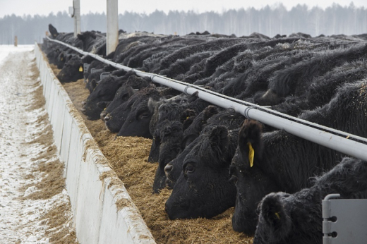 АПХ «Мираторг» планирует нарастить производство элитной говядины вагю в 15 раз