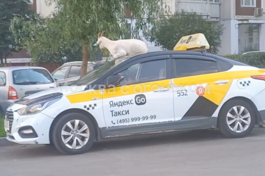 Козел забрался на крышу автомобиля такси в Москве