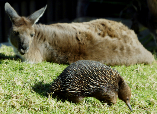 В Московский зоопарк привезли полосатого кускуса и двух ехидн