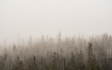 Жёлтый уровень погодной опасности объявили в Воронежской области из-за тумана