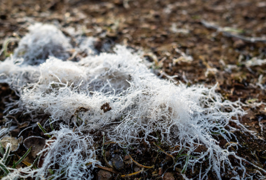 Россияне заметили в Щелково странную «ледяную шерсть» из-за гриба