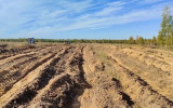 Липецкая область запустили первый лесоклиматический проект