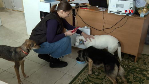 Жирная каша и много мяса: как в воронежском приюте спасают собак в аномальный мороз