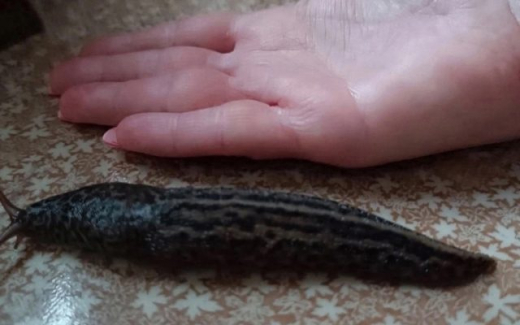 Нашествие гигантских слизней в Воронежской области объяснил биолог