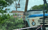 Пилят деревья: дорогу и тротуар на Айвазовского частично перекрыли