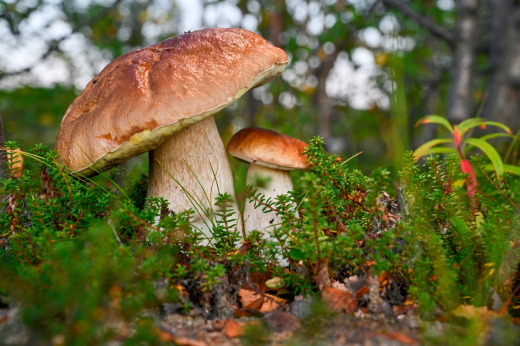 Эксперт Полынова: Таяние снега спровоцирует грибной бум в Подмосковье