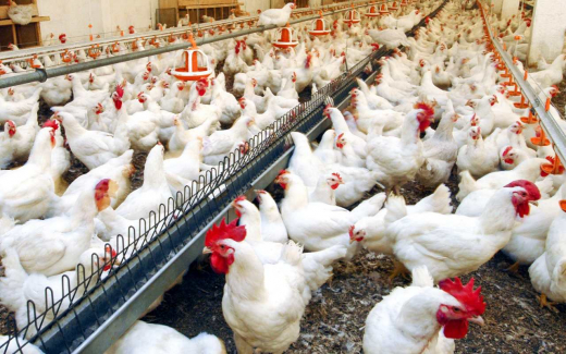 Группа «Черкизово» возглавила рейтинг российских производителей бройлеров