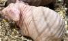 Котята по 60 тысяч и лысые морские свинки – в Керчи проходит выставка кошек