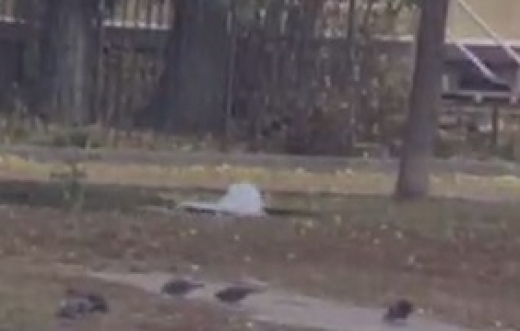 «Опять зажурчало!»: воронежцы заметили новый фонтан на 20-летия Октября