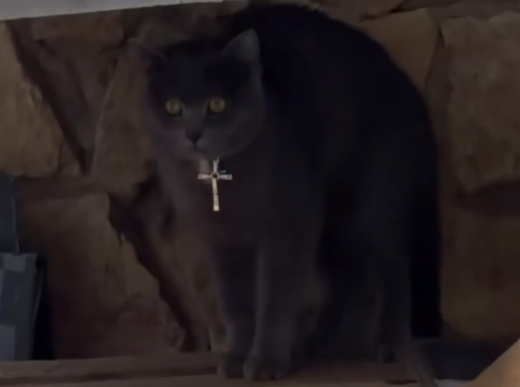 Кота с крестом на шее заметили в подмосковной Балашихе