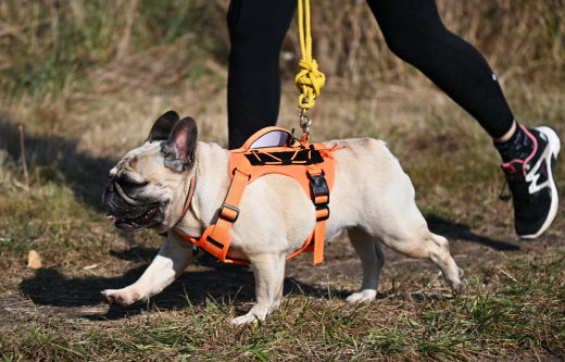 Кинолог Голубев: Лучше отдать предпочтение LED-ошейникам, чем светоотражателям