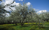 Названо самое популярное место для наблюдения за цветущими яблонями в Москве