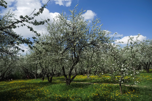 Названо самое популярное место для наблюдения за цветущими яблонями в Москве
