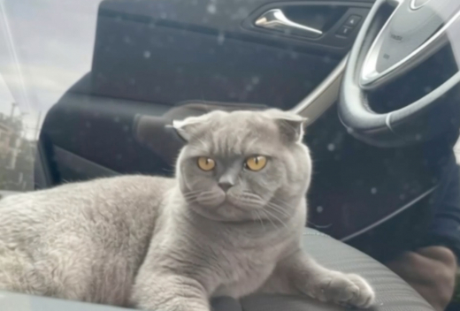 Сотрудники МАДИ обнаружили 13 животных в неправильно припаркованных автомобилях