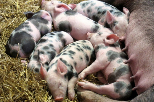 Продажа курской свинофермы «Глобал эко» забуксовала из-за претензий кредитора
