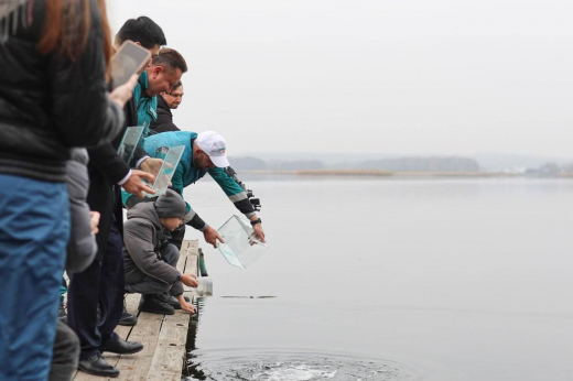 100 тысяч мальков выпустили в Воронежское водохранилище