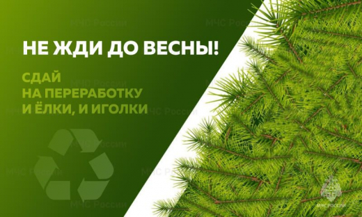 Свoевременно убирайте новогоднюю елку