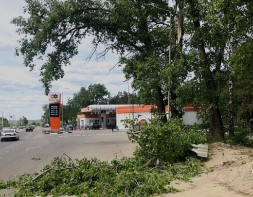 Женщина попала в больницу после падения крупной ветки с дерева на Лесном кладбище Воронежа