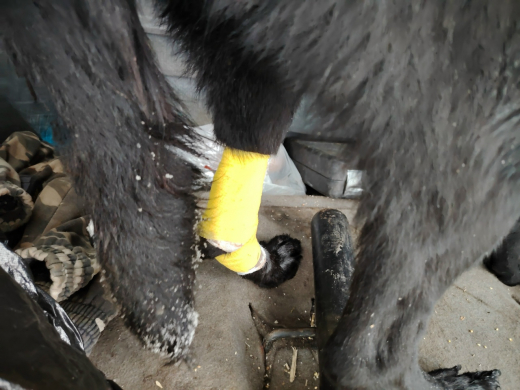 Фельдшеры скорой помощи спасли собаку в Воронежской области