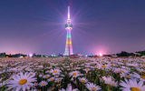 Воронежская телебашня засияет ромашками в День семьи, любви и верности