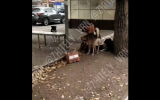 Жители воронежского микрорайона пожаловались на бродячих собак, оккупировавших остановку