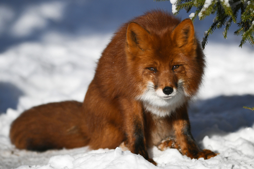 Биолог Фоменко: Участившиеся появления лис связаны с расширением городской среды