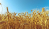 Регионы Черноземья получат 2,5 млрд рублей на поддержку производителей зерновых