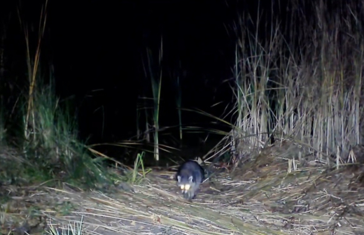 Енот-полоскун внезапно поселился в заповеднике Воронежской области