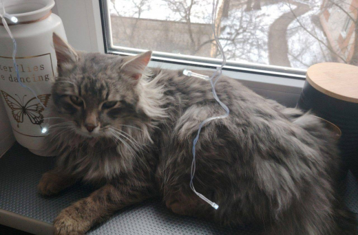 Кота, сбежавшего из поезда в Воронежской области, удалось найти