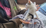 В Воронеже неизвестные выбросили котёнка из машины на полном ходу
