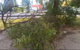 Огромная ветка рухнула у воронежской поликлиники после ливня