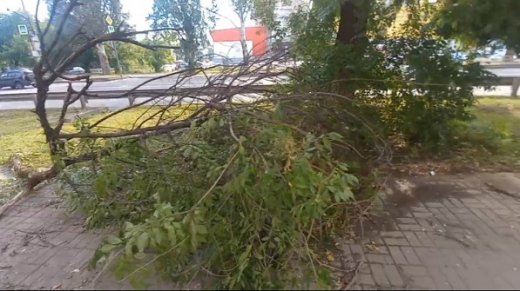 Огромная ветка рухнула у воронежской поликлиники после ливня