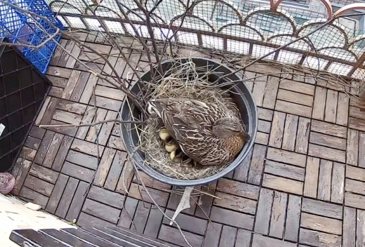Жители Подмосковья обнаружили на балконе высиживающую яйца утку