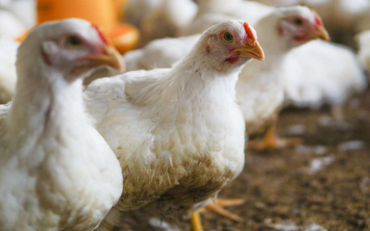 Продукция марки «Петелинка» подтвердила соответствие требованиям