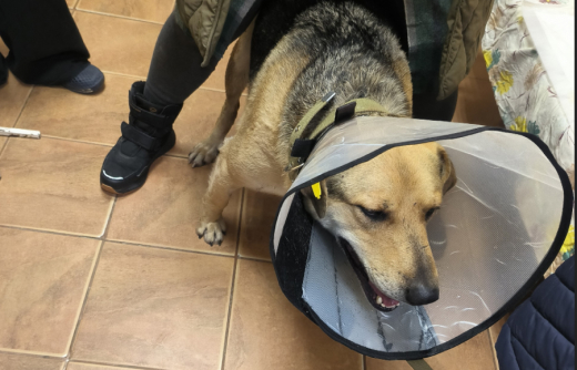 В Воронеже живодёр оскопил уже кастрированного пса